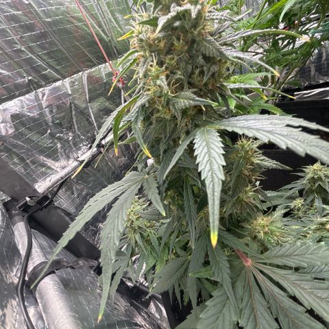 Santana growlog timeline photo