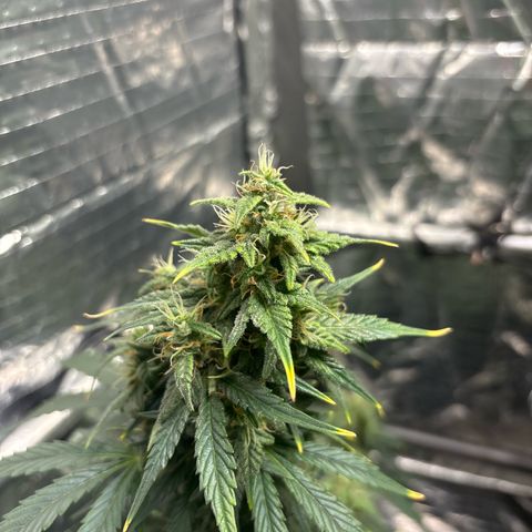 Santana growlog timeline photo