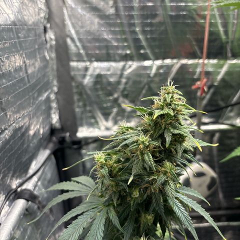 Santana growlog photo: Come si evince da queste foto dr Losito ho proseguito con il tirar fuori le teste delle cime così permettono più luce e più areazione all’interno