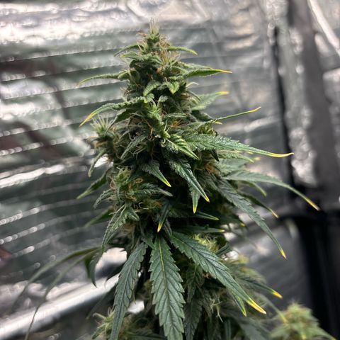 Santana growlog photo: Come si evince da queste foto dr Losito ho proseguito con il tirar fuori le teste delle cime così permettono più luce e più areazione all’interno