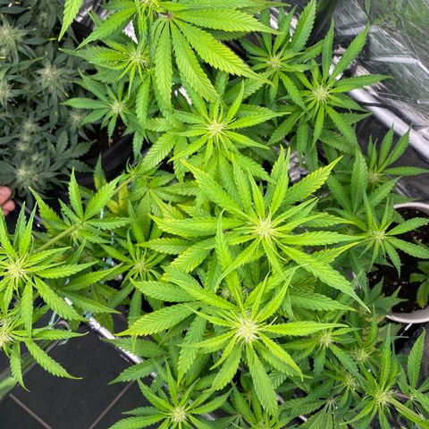 Ghideon growlog timeline photo