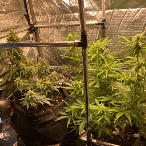 Ghideon growlog photo: ridistribuzione altezza piante