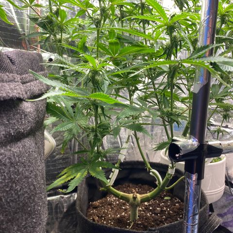 Ghideon growlog photo: altezza cima più alta 81cm da terra (interno box) 
distanza dalla cima più alta alla lampda 26cm 
h = lampada 107 cm da terra 