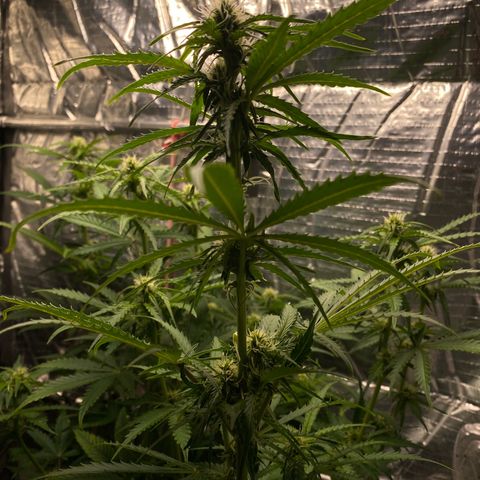 Ghideon growlog photo: altezza cima più alta 81cm da terra (interno box) 
distanza dalla cima più alta alla lampda 26cm 
h = lampada 107 cm da terra 