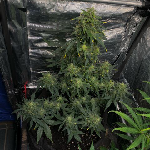 Santana growlog photo: santana è stato posto più in alto rispetto a prima 
cima più alta distante 26 cm dalla lampada 
altezza stimata di santana 54/55 cm da terra… da confermare 