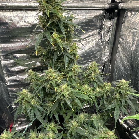 Santana growlog timeline photo