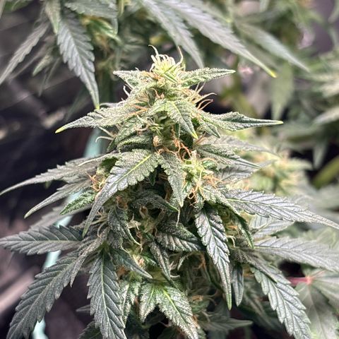 Santana growlog timeline photo