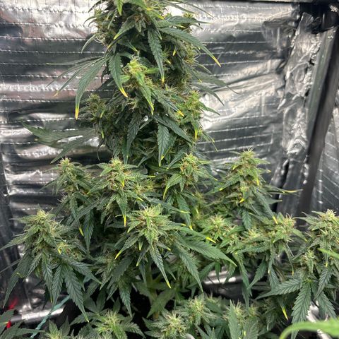 Santana growlog timeline photo