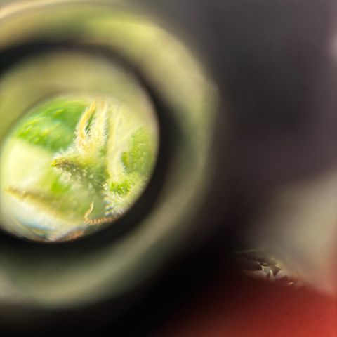 Santana growlog timeline photo
