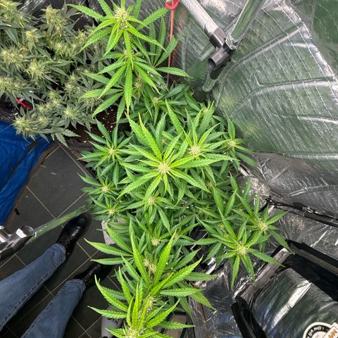 Ghideon growlog timeline photo