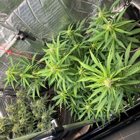 Ghideon growlog timeline photo