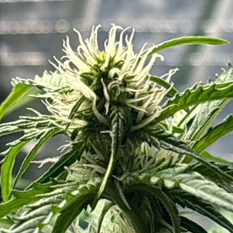 Ghideon growlog timeline photo