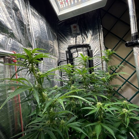 Ghideon growlog timeline photo
