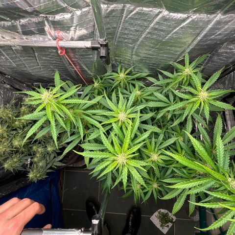 Ghideon growlog timeline photo