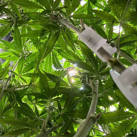 Ghideon growlog timeline photo