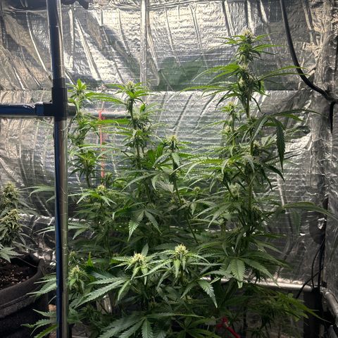 Ghideon growlog timeline photo