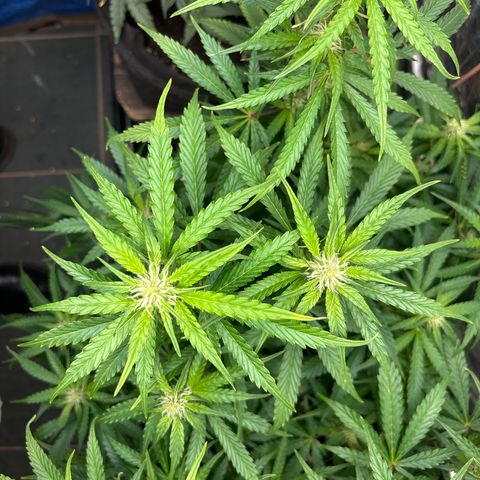Ghideon growlog timeline photo