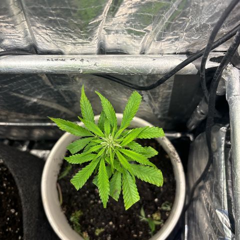 Ghideon growlog photo: Il Clone di Ghideon “Phenix” sembra sopravvivere ad un taglio a cui poche persone avrebbero creduto