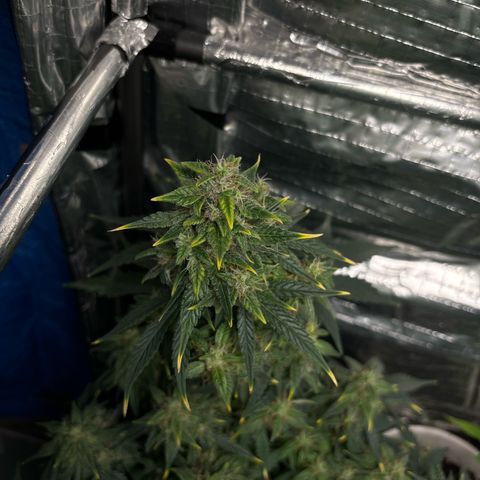 Santana growlog timeline photo
