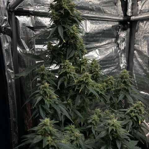 Santana growlog timeline photo