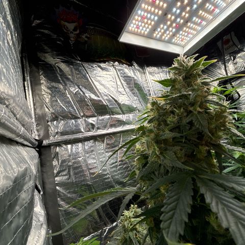 Santana growlog timeline photo