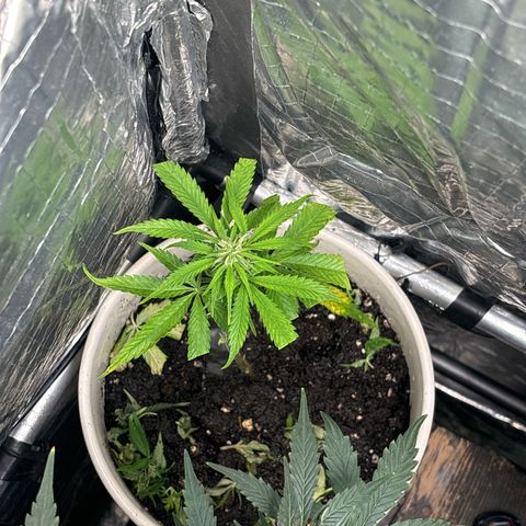 Ghideon growlog timeline photo