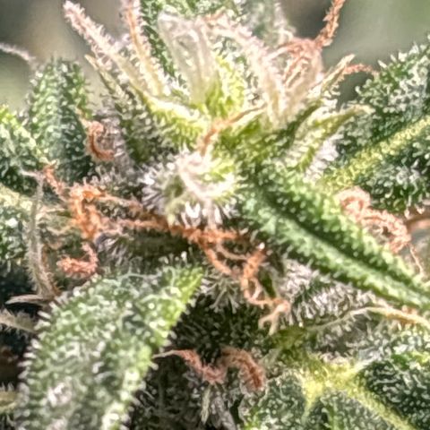 Santana growlog timeline photo