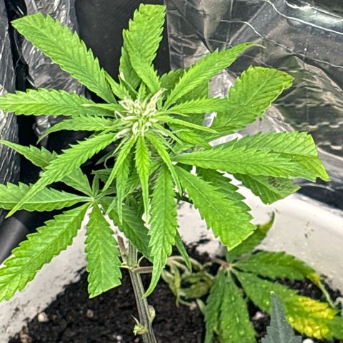 Ghideon growlog timeline photo