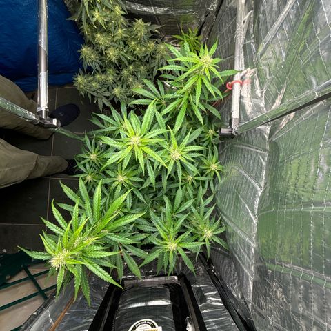 Ghideon growlog timeline photo