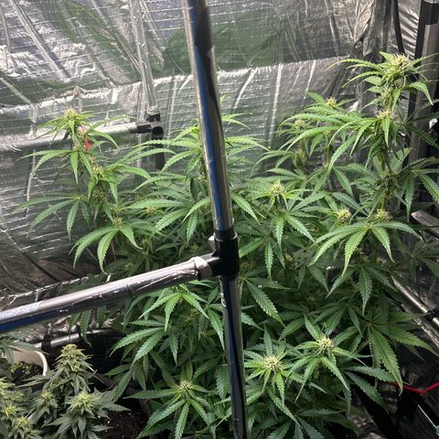 Ghideon growlog timeline photo