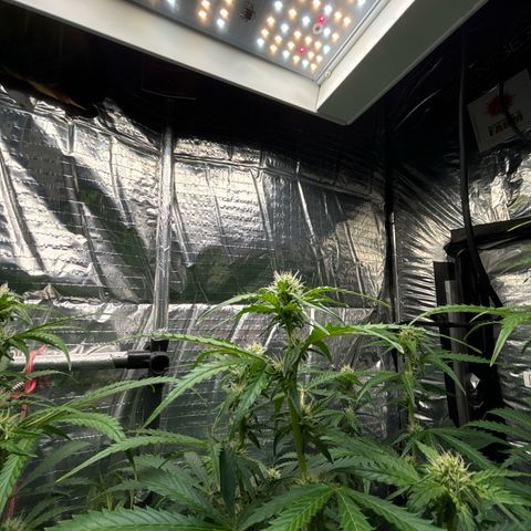 Ghideon growlog timeline photo