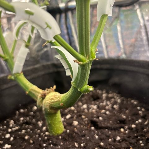 Ghideon growlog timeline photo