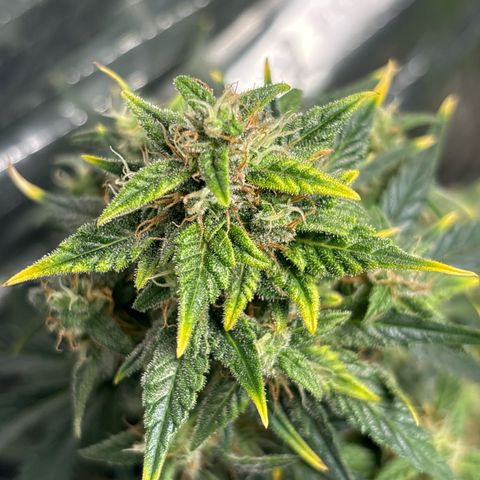 Santana growlog timeline photo