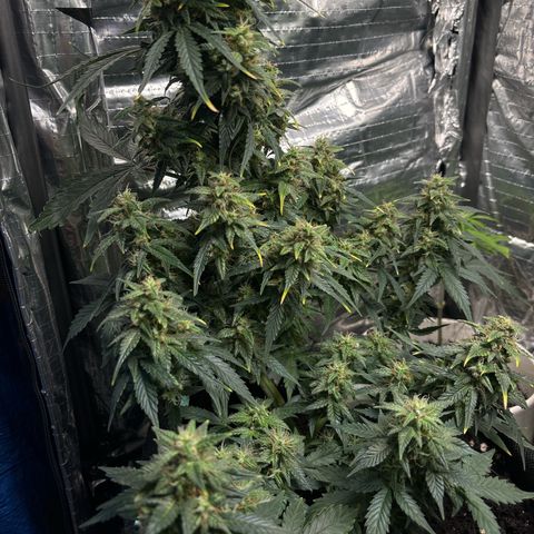 Santana growlog timeline photo