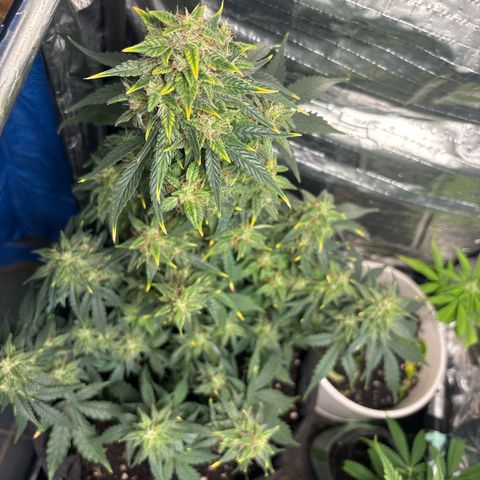 Santana growlog timeline photo