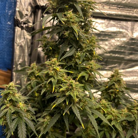 Santana growlog timeline photo
