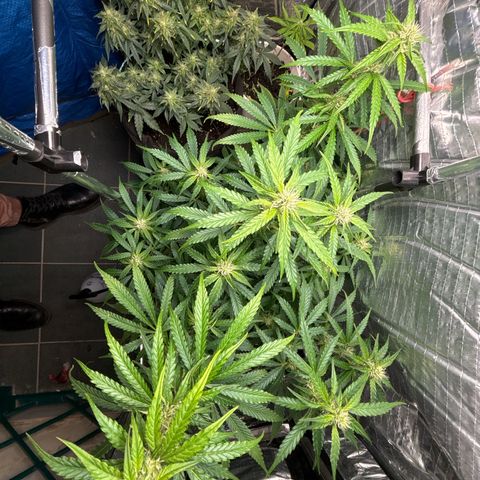 Ghideon growlog timeline photo