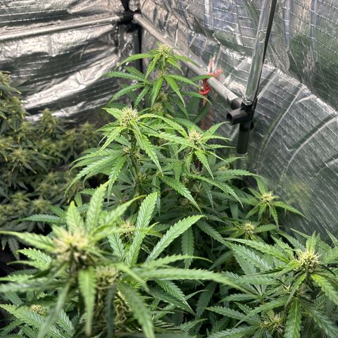 Ghideon growlog timeline photo