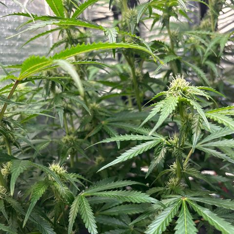 Ghideon growlog timeline photo