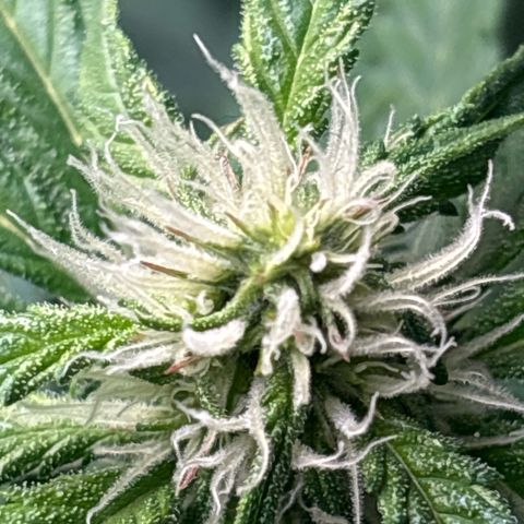 Ghideon growlog timeline photo