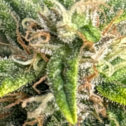 Santana growlog photo: Santana giorno prima del Flush