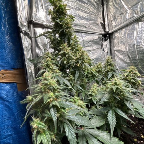 Santana growlog photo: Santana giorno prima del Flush