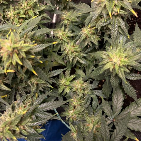 Santana growlog photo: Santana giorno prima del Flush