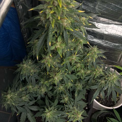 Santana growlog photo: Santana giorno prima del Flush