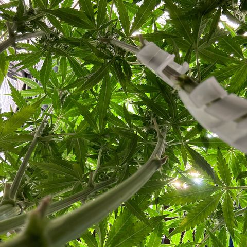 Ghideon growlog photo: Ghideon Inizia a spollinare.