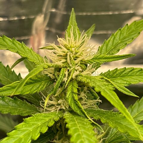 Ghideon growlog photo: Ghideon Inizia a spollinare.
