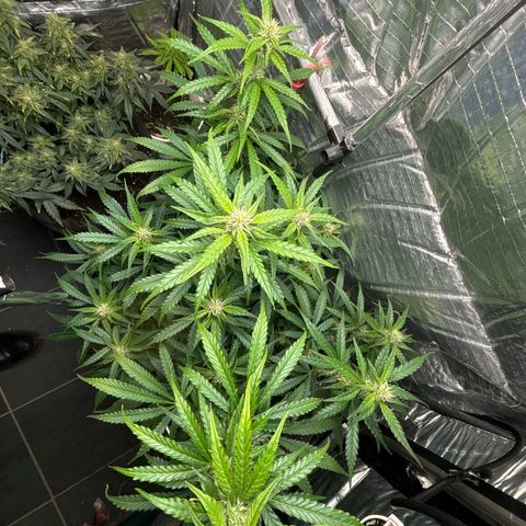 Ghideon growlog photo: Ghideon Inizia a spollinare.