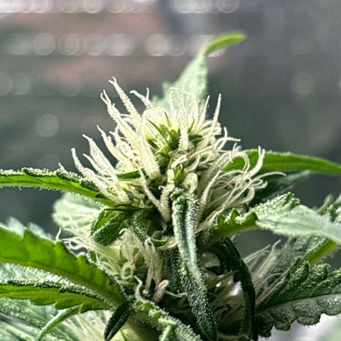 Ghideon growlog photo: Ghideon Inizia a spollinare.
