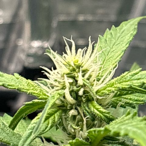 Ghideon growlog photo: Ghideon Inizia a spollinare.
