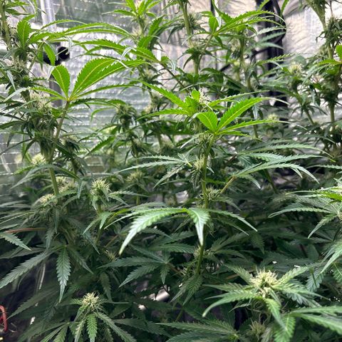 Ghideon growlog photo: Ghideon Inizia a spollinare.